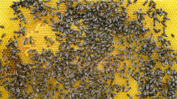 Balmumu Tarağındaki Arılar Arı Larvası Bal Ile - Stok İmaj
