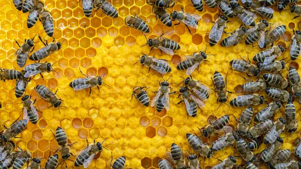 Μέλισσες Κηρήθρα Προνύμφες Μελισσών Και Μέλι Φωτογραφία Αρχείου