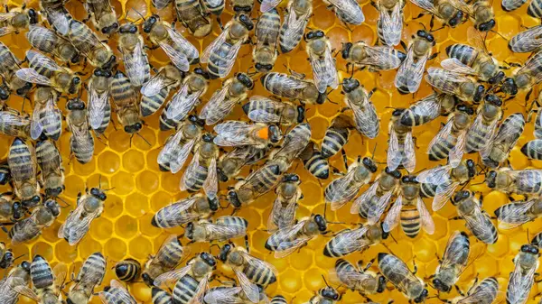 Bienen Auf Einem Wachswaben Mit Bienenlarven Und Honig lizenzfreie Stockbilder