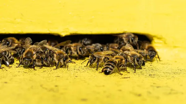 Včely Voskovém Hřebenu Včelími Larvami Medem Stock Obrázky