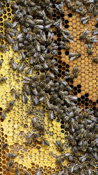 Pszczoły Grzebieniu Wosku Larwami Pszczół Miodem Zdjęcia Stockowe bez tantiem