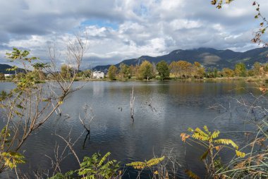Fleisher 'ın söğüt otu ya da karanfili. Dağ bitkisi, temmuz ve ağustos arasında çiçekler