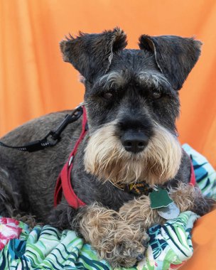 Fleisher 'ın söğüt otu ya da karanfili. Dağ bitkisi, temmuz ve ağustos arasında çiçekler