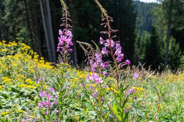 Fleisher 'ın söğüt otu ya da karanfili. Dağ bitkisi, temmuz ve ağustos arasında çiçekler