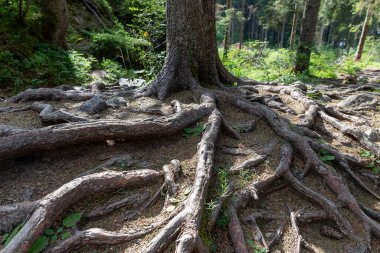 Büyük kökeni ormanaltı kökleri Val di Sole, Trentino.