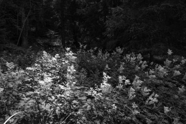 Val di Sole 'dan taze toplanmış chanterelles.