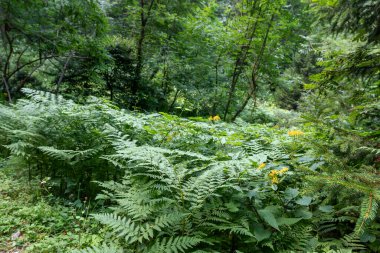 Val di Sole 'dan taze toplanmış chanterelles.