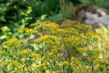 Val di Sole 'dan taze toplanmış chanterelles.