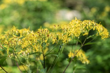 Val di Sole 'dan taze toplanmış chanterelles.