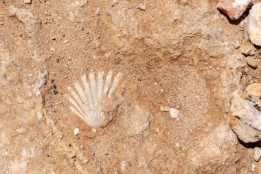 Fosil kabuk, Costa Merlata.