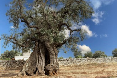 Laik zeytin ağaçları, Ostuni ovaları, İtalya.