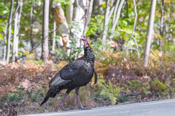 Dinde Sauvage Meleagris Gallopavo Traversant Une Route Carroll County New — Photo