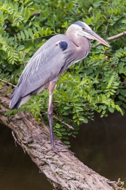 Great Blue Heron (Ardea herodias). Chesapeake and Ohio Canal National Historical Park. Maryland. USA