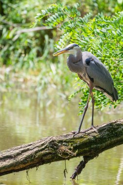 Great Blue Heron (Ardea herodias) walking on a fallen tree. Chesapeake and Ohio Canal National Historical Park. Maryland. USA