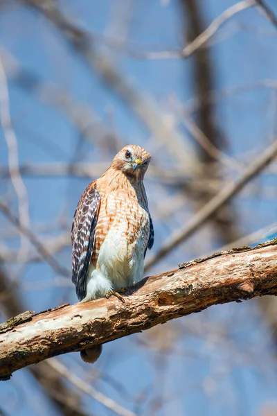 Red-shouldered hawk (Buteo lineatus) perching on a tree branch. Chesapeake and Ohio Canal National Historical Park. Maryland. USA