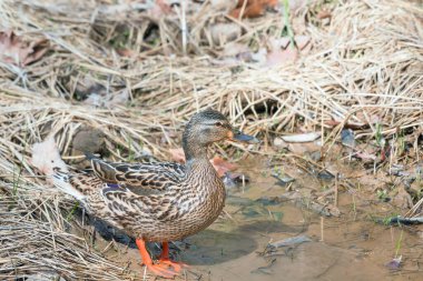 Female Mallard (Anas platyrhynchos) in the Chesapeake and Ohio Canal National Historical Park. Maryland. USA  clipart