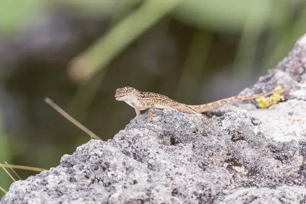 stock image Brown anole (Anolis sagrei). Anhinga trail. Everglades National  Park. Florida. USA