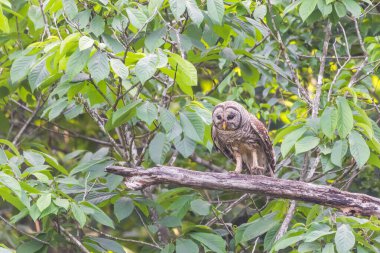 Av arayan bir Çubuklu Baykuş (Strix varia). Chesapeake ve Ohio Kanalı Ulusal Tarih Parkı. Maryland. ABD