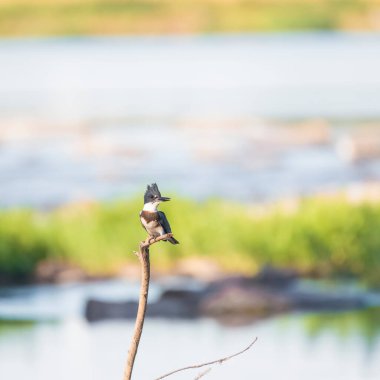 Genç dişi kemerli balıkçı (Megaceryle alcyon) ölü ağaç dalında oturuyor. Potomac Nehri. Maryland. ABD