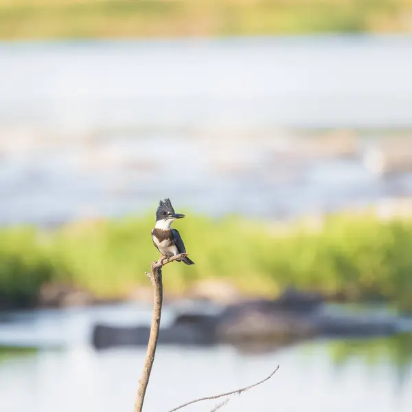 stock image Juvenile female Belted kingfisher (Megaceryle alcyon) sitting on dead tree branch. Potomac River. Maryland. USA