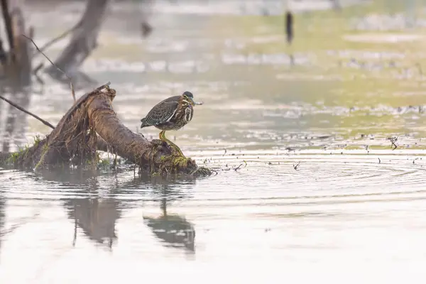 stock image Green Heron sitting on a tree branch with prey on the Potomac River. Maryland. USA