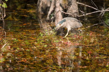 Gagasında av olan siyah taçlı gece balıkçıl (Nycticorax nycticorax). Büyük Cypress Ulusal Koruma Alanı. Florida mı? ABD