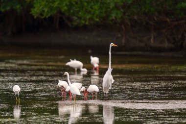 Büyük Egret (Ardea alba), Snowy Egret (Egretta thula) ve American White Ibises (Eudocimus albus) J.N. Ding Darling NWR. Florida mı? ABD