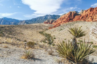 Red Rock Kanyonu Ulusal Koruma Alanı. Calico Hills Yolu. Nevada mı? ABD