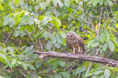 Av arayan bir Çubuklu Baykuş (Strix varia). Chesapeake ve Ohio Kanalı Ulusal Tarih Parkı. Maryland. ABD