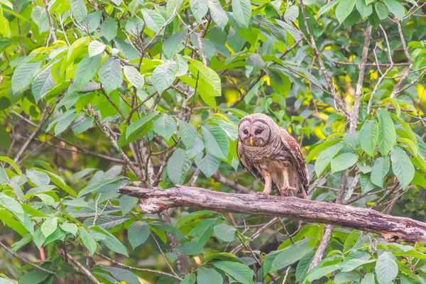 Av arayan bir Çubuklu Baykuş (Strix varia). Chesapeake ve Ohio Kanalı Ulusal Tarih Parkı. Maryland. ABD