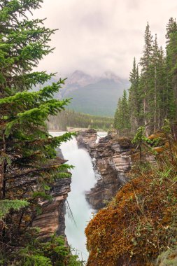 Athabasca Şelalesi, Athabasca Nehri 'nin yukarısında. Jasper Ulusal Parkı. Alberta. Kanada