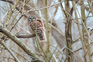 Kışın Çubuklu Baykuş (Strix varia). Chesapeake ve Ohio Kanalı Ulusal Tarih Parkı. Maryland. ABD