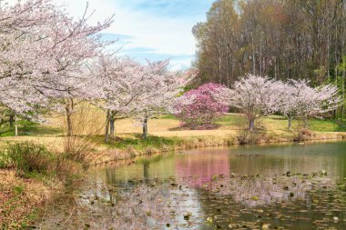 Viyana, Virginia, ABD - 03.31.2025 Meadowlark Botanik Bahçeleri 'nde kiraz çiçeği. Bahçe göleti
