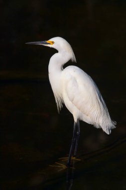 Suda duran karlı balıkçıl (Egretta thula). Büyük Cypress Ulusal Koruma Alanı. Florida mı? ABD