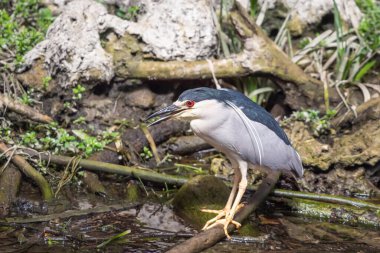 Büyük Cypress Ulusal Koruma Alanında siyah taçlı gece balıkçıl (Nycticorax nycticorax) avı. Florida mı? ABD