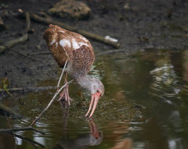 Genç Amerikalı Beyaz Ibis (Eudocimus albus) Büyük Kıbrıs Ulusal Koruma Alanında avlanıyor. Florida mı? ABD