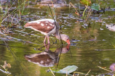 Juvenile American White Ibis (Eudocimus albus) Büyük Kıbrıs Ulusal Koruma Alanı 'nda avlanmaktadır. Florida mı? ABD