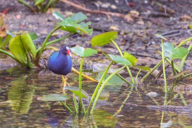 Big Cypress National Preserve 'de Amerikan mor gallinule (Porphyrio martinica). Florida mı? ABD