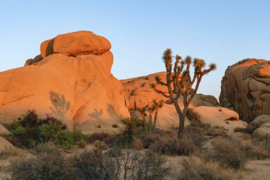 Gün batımında kaya oluşumları. Jumbo kayalıkları kamp alanı. Joshua Tree Ulusal Parkı. Kaliforniya mı? ABD