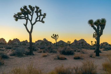 Gün batımında Saklı Vadi kamp alanında Joshua Trees. Joshua Tree Ulusal Parkı. Kaliforniya mı? ABD