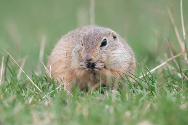 Avrupa yer sincabı (Spermophilus citellus) yeşil bir çayırda tohum yiyor. Avrupa yer sincabı portresi