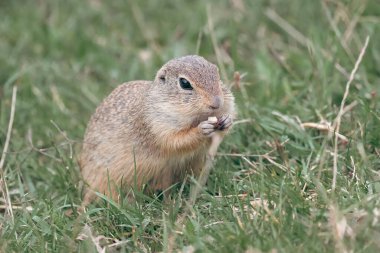 Avrupa yer sincabı (Spermophilus citellus) yeşil bir çayırda tohum yiyor. Avrupa yer sincabı portresi