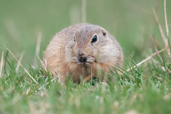 Avrupa yer sincabı (Spermophilus citellus) yeşil bir çayırda tohum yiyor. Avrupa yer sincabı portresi