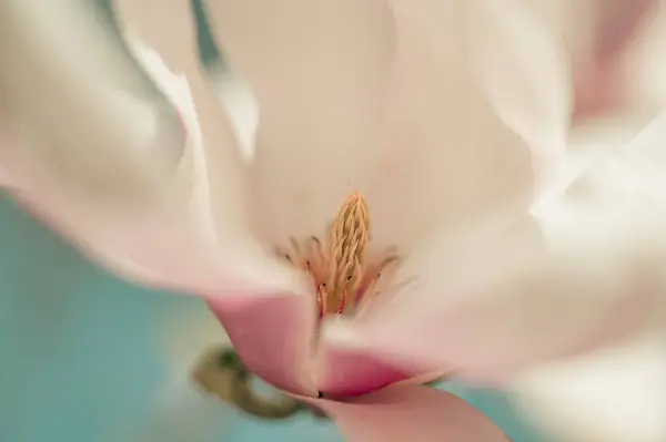 Mavi gökyüzü arka planında pembe manolya çiçekleri, retro tonlu. Güneş ışığında yıkanan pembe çiçekler. Manolya çiçekleri mavi bir arka planda dallanır. Çiçek açan manolya ağacı
