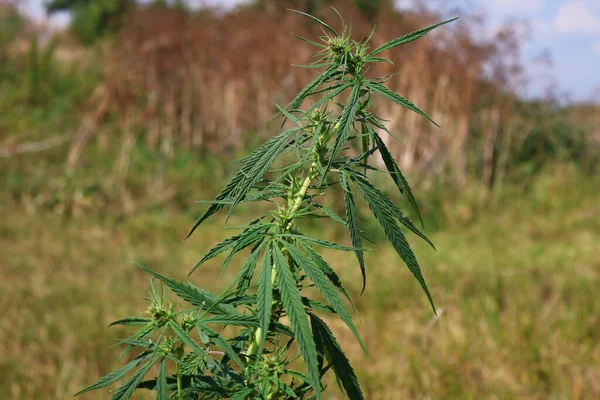 Piante Cannabis Sul Campo Con Cielo Blu Sullo Sfondo — Foto Stock