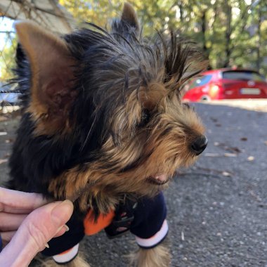 Makro fotoğraf hayvanı Yorkshire Teriyer köpek yavrusu. Stok fotoğrafı şirin Yorkie yavrusu.