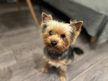 Makro fotoğraf hayvanı Yorkshire Teriyer köpek yavrusu. Stok fotoğrafı şirin Yorkie yavrusu.