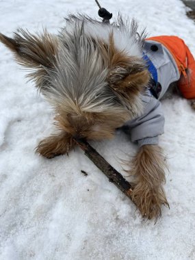 Makro fotoğraf hayvanı Yorkshire Teriyer köpek yavrusu. Stok fotoğrafı şirin Yorkie yavrusu.