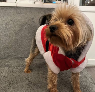 Makro fotoğraf hayvanı Yorkshire Teriyer köpek yavrusu. Stok fotoğrafı şirin Yorkie yavrusu.
