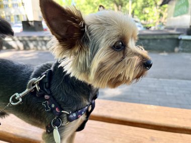 Makro fotoğraf hayvanı Yorkshire Teriyer köpek yavrusu. Stok fotoğrafı şirin Yorkie yavrusu.